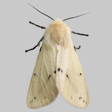 Picture of Buff Ermine - Spilosoma luteum (Female)