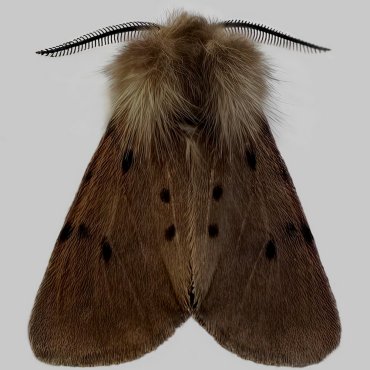 Picture of Muslin Moth - Diaphora mendica (Male)