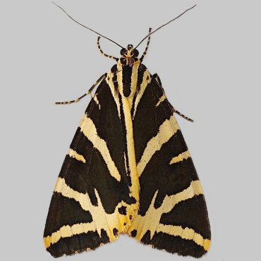Picture of Jersey Tiger - Euplagia quadripunctaria*