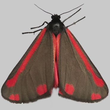Picture of Cinnabar - Tyria jacobaeae