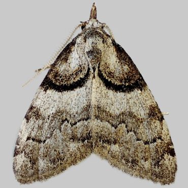 Picture of Short-cloaked Moth - Nola cucullatella