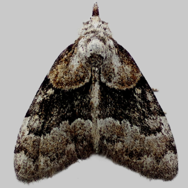 Picture of Short-cloaked Moth - Nola cucullatella  ab. nigrofasciata Cock.*