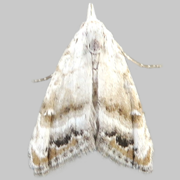 Picture of Jersey Black Arches - Nola chlamitulalis