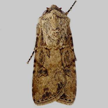Picture of Turnip Moth - Agrotis segetum ab. semiconfluent Cock.*