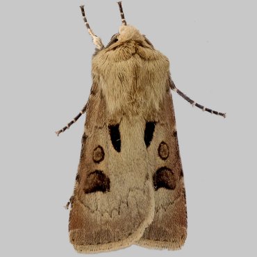 Picture of Heart and Dart - Agrotis exclamationis