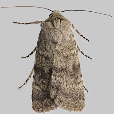 Picture of Northern Rustic - Standfussiana lucernea