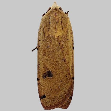Picture of Large Yellow Underwing - Noctua pronuba