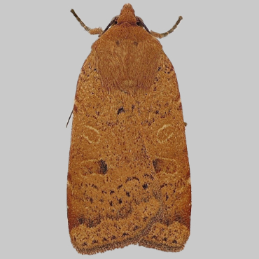 Picture of Lesser Yellow Underwing - Noctua comes