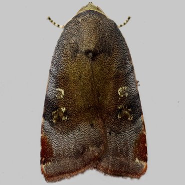Picture of Langmaid's Yellow Underwing - Noctua janthina*