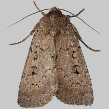 Picture of Double Dart - Graphiphora augur