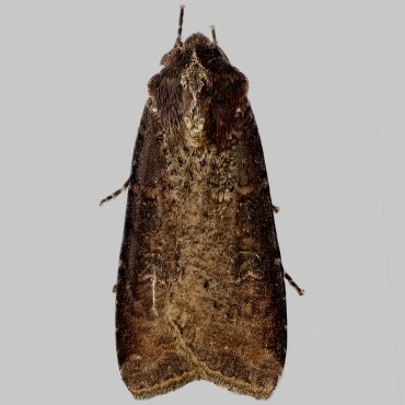 Picture of Pearly Underwing - Peridroma saucia*