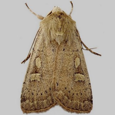 Picture of Square-spot Rustic - Xestia xanthographa