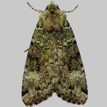 Picture of Green Arches - Anaplectoides prasina