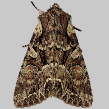 Picture of Pale-shouldered Brocade - Lacanobia thalassina
