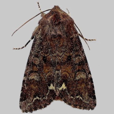 Picture of Broom Moth - Ceramica pisi