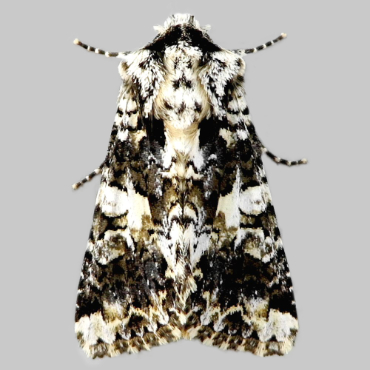 Picture of Marbled Coronet - Hadena confusa