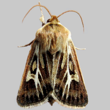 Picture of Antler Moth - Cerapteryx graminis
