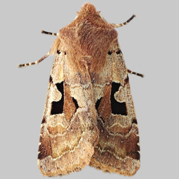 Picture of Hebrew Character - Orthosia gothica