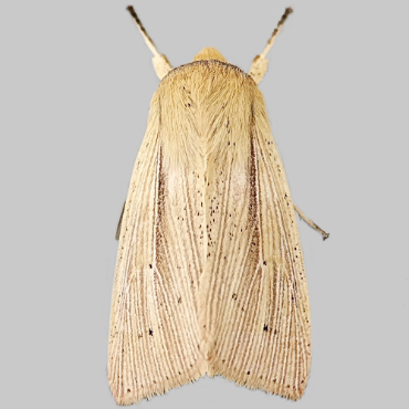Picture of Southern Wainscot - Mythimna straminea*
