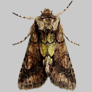 Picture of Green-brindled Crescent - Allophyes oxyacanthae