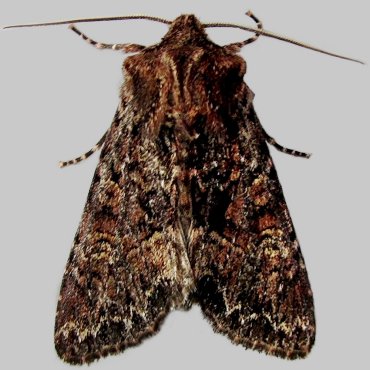 Picture of Dark Brocade - Mniotype adusta