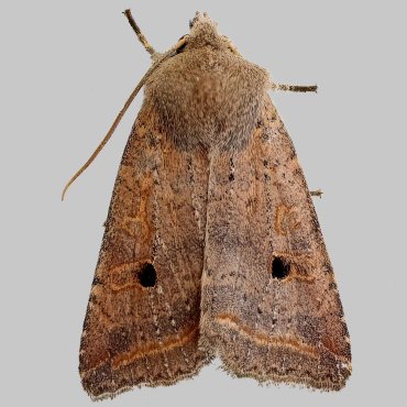 Picture of Red-line Quaker - Agrochola lota