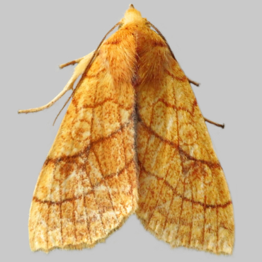 Picture of Orange Sallow - Tiliacea citrago
