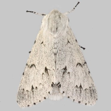 Picture of Miller - Acronicta leporina