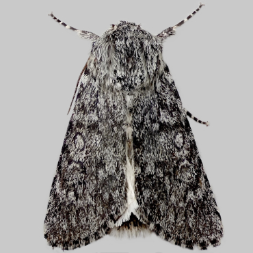 Picture of Sweet Gale Moth - Acronicta cinerea