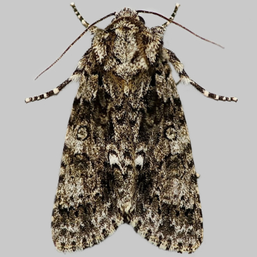 Picture of Knot Grass - Acronicta rumicis