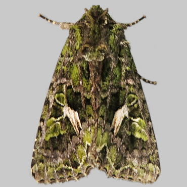 Picture of Orache Moth - Trachea atriplicis