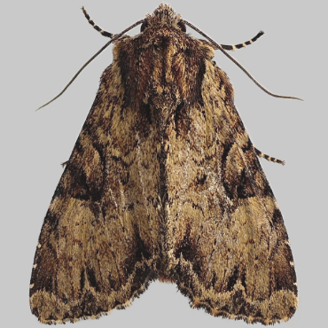 Picture of Clouded Brindle - Apamea epomidion