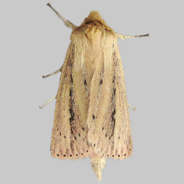 Picture of Webb's Wainscot - Globia sparganii