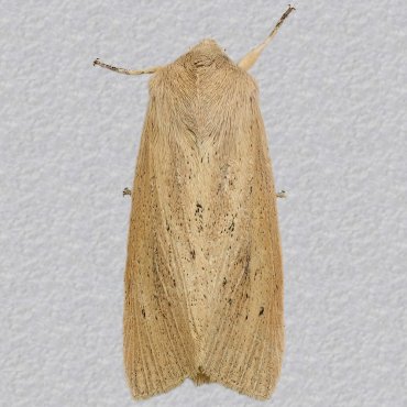 Picture of Large Wainscot - Rhizedra lutosa