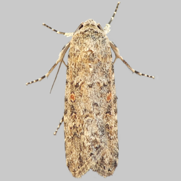 Picture of Small Mottled Willow - Spodoptera exigua