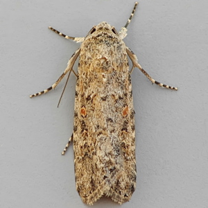Image of Small Mottled Willow - Spodoptera exigua