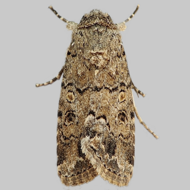 Picture of Dark Mottled Willow - Spodoptera cilium