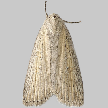 Picture of Silky Wainscot - Chilodes maritima*
