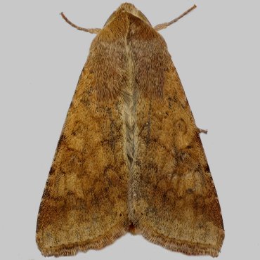Picture of Scarce Bordered Straw - Helicoverpa armigera*