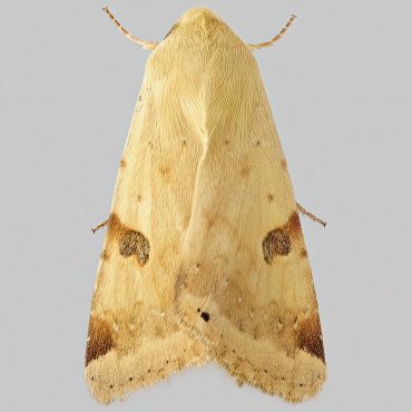 Picture of Bordered Straw - Heliothis peltigera