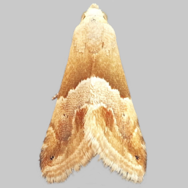 Picture of Small Marbled - Eublemma parva