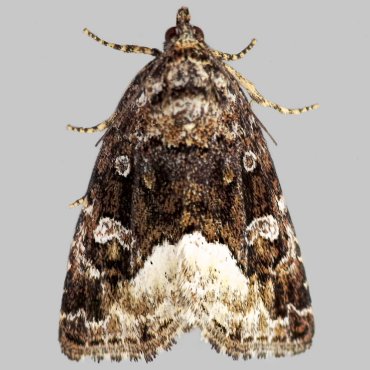 Picture of Marbled White Spot - Deltote pygarga