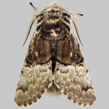 Picture of Nut-tree Tussock - Colocasia coryl