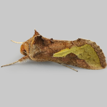 Picture of Slender Burnished Brass - Thysanoplusia orichalcea