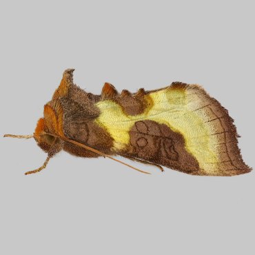 Picture of Burnished Brass - Diachrysia chrysitis f. juncta