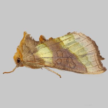 Picture of Burnished Brass - Diachrysia chrysitis f. aurea