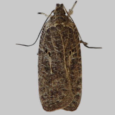 Picture of Agonopterix rutana