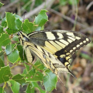 Picture of Swallowtail - Papilio machaon gorganus.