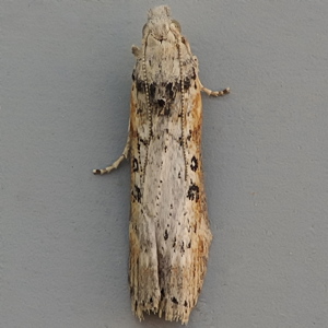 Image of Lamoria anella (Male)