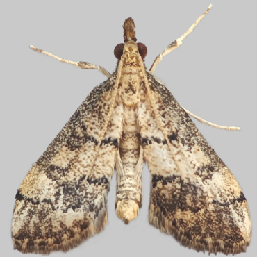 Picture of Dolicharthria bruguieralis